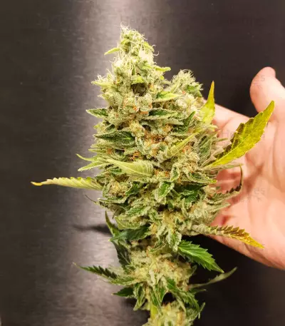 Semi femminizzati NYC Diesel