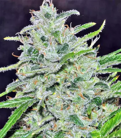 Semi femminizzati Purple Haze x Malawi