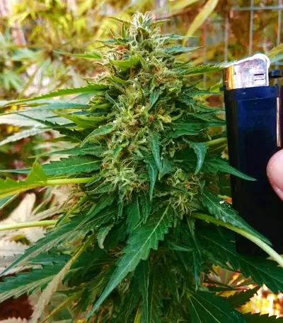 Sapphire Scout Seeds