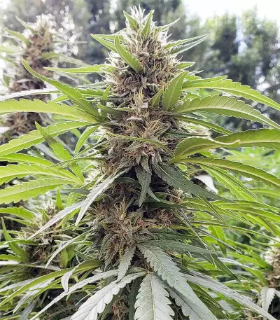 Shaman (Dutch Passion)