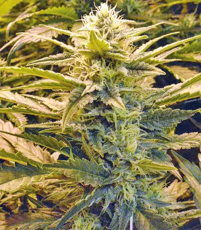 Sour Hound F2 Auto Seeds