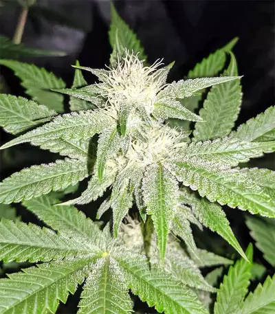 Strawberry Banana feminized seeds