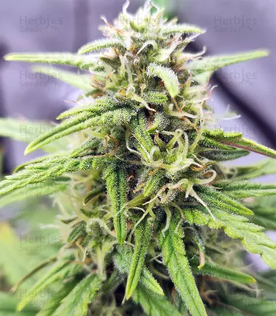 Strawberry Gum feminized seeds