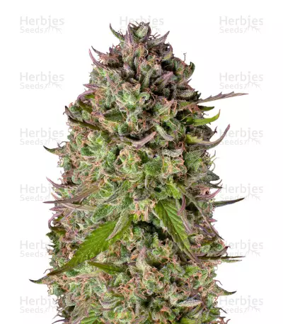 Graines de cannabis Super Silver Haze Regular (Mr. Nice Seedbank)