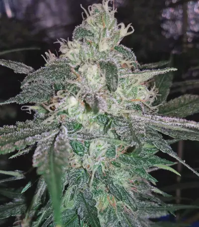 Tangilope Seeds