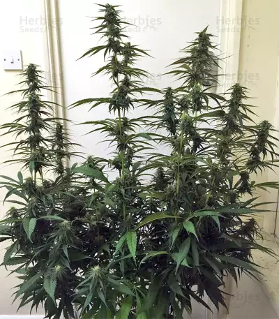 Thai Chi feminized seeds