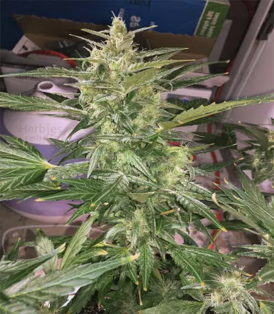 Thunder Bloody Mary Auto Seeds