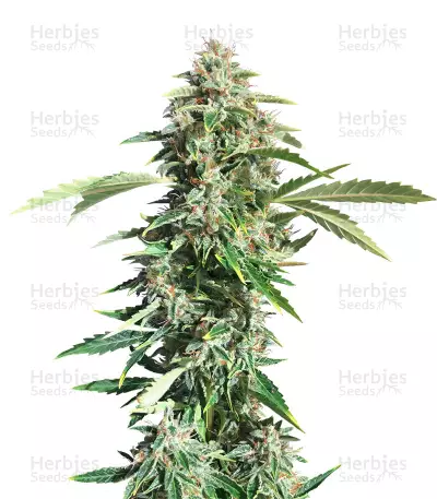 Triangle Kush Auto (Mephisto Genetics) Cannabis-Samen