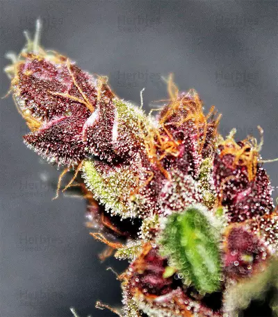 Violeta Regular seeds
