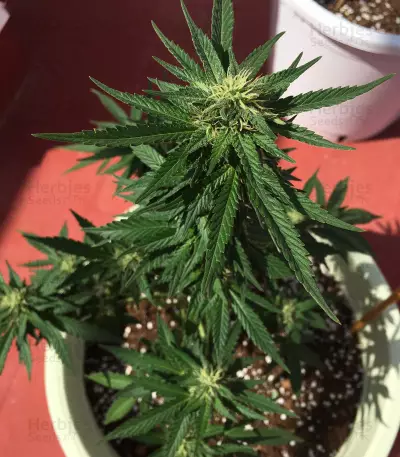 Watermelon Z feminized seeds