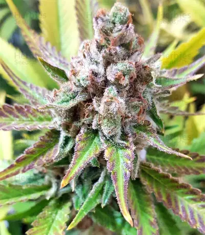 White Critical (White Widow +) (Original Sensible Seeds)