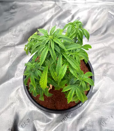 Semi Femminizzati Apple Strudel Auto (Fast Buds)