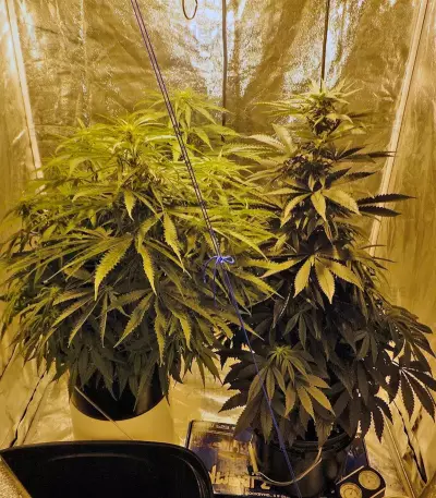 Arjan's Ultra Haze #1 Seeds