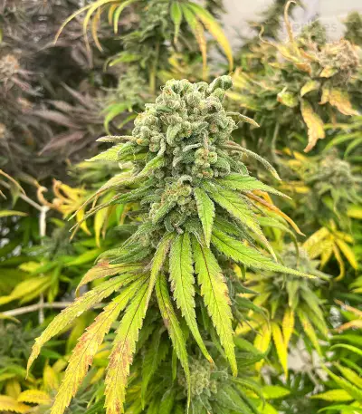 Graines féminisées de Blue Sunset Sherbert (Barney’s Farm)