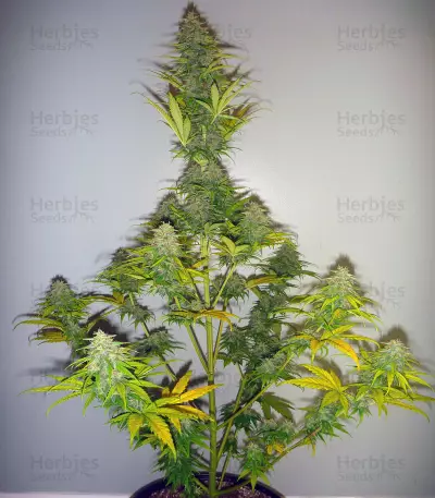 Candy Kush Auto feminized seeds