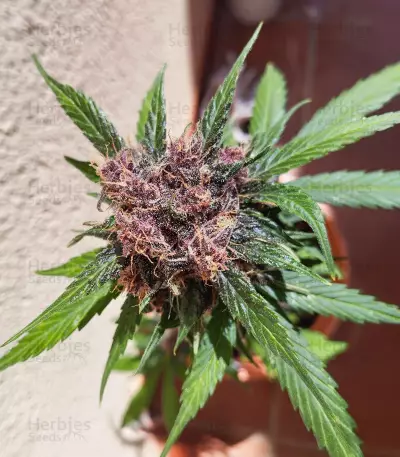 Sementes Feminizadas de Dark Lemonade Auto (Delicious Seeds)