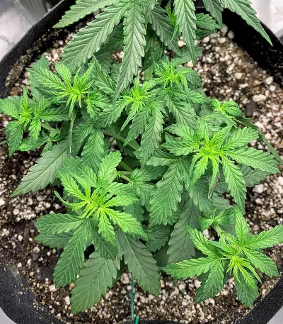 Gelato Auto strain