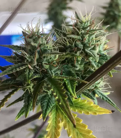 Semi femminizzati Girl Scout Cookies Auto (Auto Seeds)