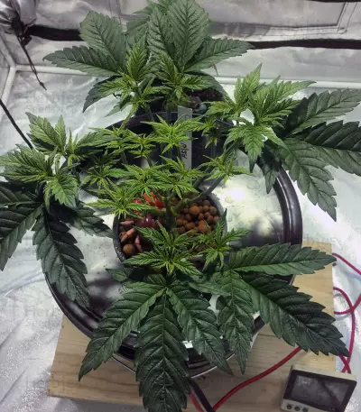 Gorilla Breath Seeds