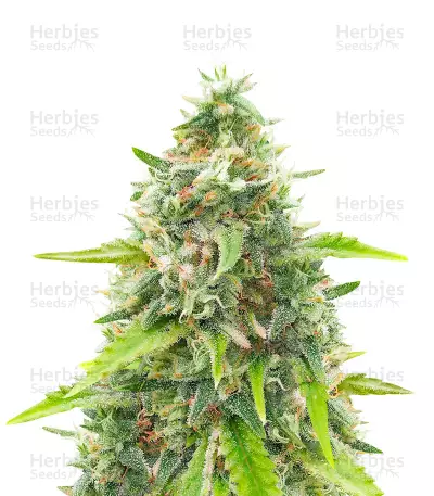 Green Crack Fast Version Feminized Seeds (Herbies Seeds USA)