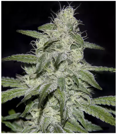 Graines de cannabis Kritikal Bilbo CBD (Genehtik Seeds)