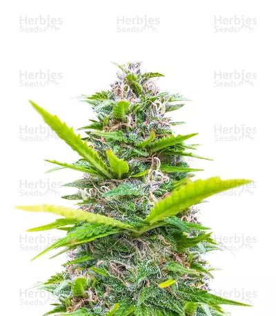 Graines de cannabis Lemonesia (Ceres Seeds)