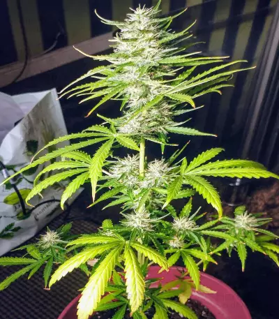 NLX Diamond Auto Seeds