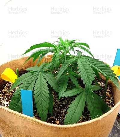 North Thunderfuck Seeds