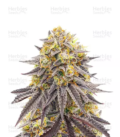 Punch Cookies Feminized Seeds (AlphaFem Seeds)