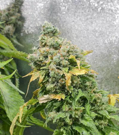 Purple Haze 1 feminized seeds