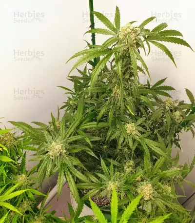 1-800-Cinderella-99 Autoflower Seeds (Seedkeepers)