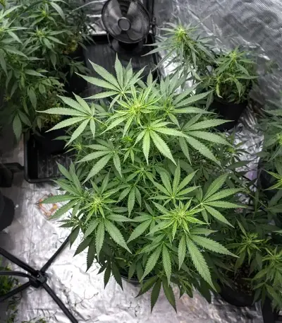 Auto Bubble Gum XXL semi femminizzati