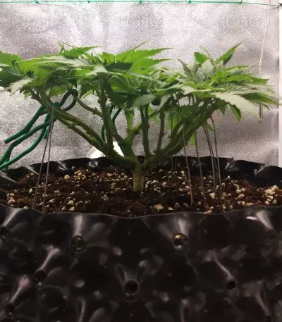 Big Bud feminized seeds (Seedstockers)