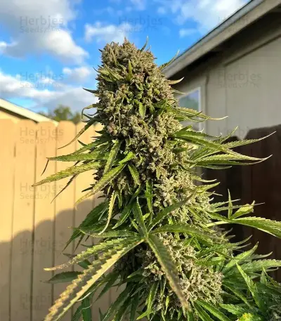 Big Tooth Seeds