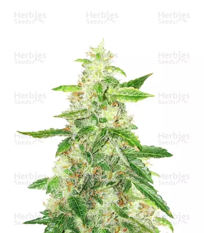 Graines de cannabis Brain's Escape (K.C. Brains Seeds)