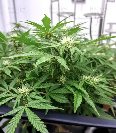 Bruce Lemon Diesel Auto Seeds