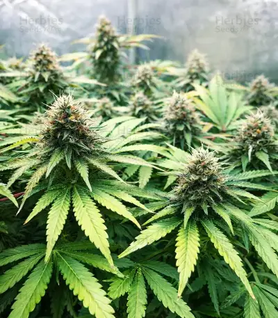 Bubba Slush Seeds