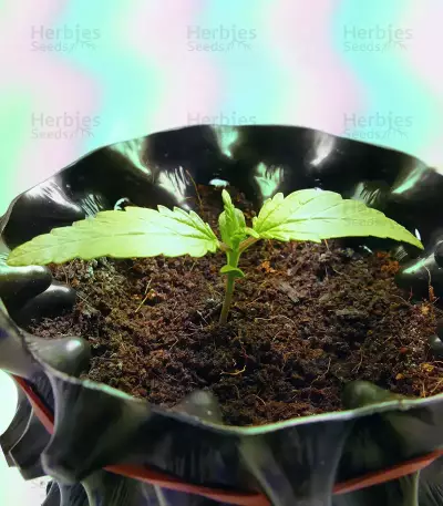 Graines de cannabis Buddha Medikit Auto CBD (Buddha Seeds)