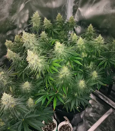 California Orange Cheese Seeds