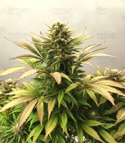 Caramella Auto (Expert Seeds) Seeds
