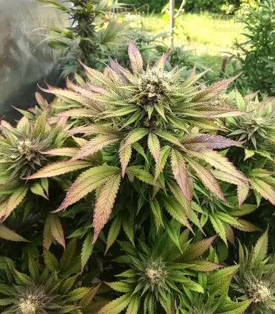 Caramella Auto (Expert Seeds) Seeds