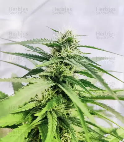 Sementes Feminizadas de Cinderella 99 (Brothers Grimm Seeds)