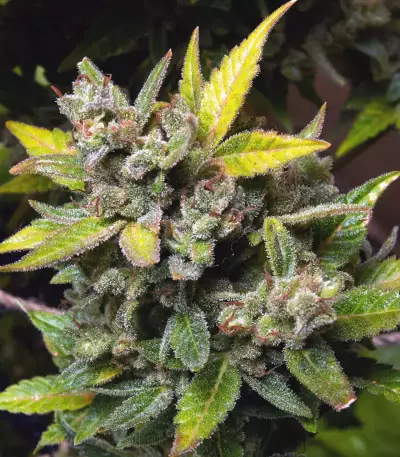 Deep Blue C F2 Auto feminized seeds
