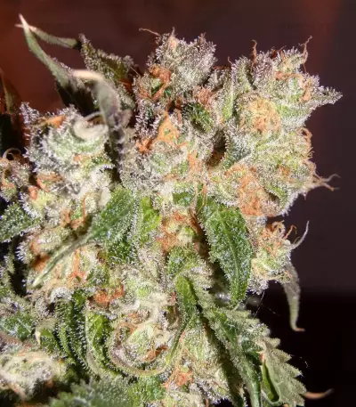 Semi femminizzati Do-G