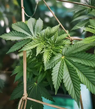 Semi Femminizzati Gelato (Barney's Farm)
