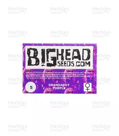 Grandaddy Purple feminized seeds (Big Head Seeds)