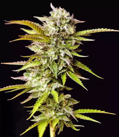 Graines de cannabis Guys Girl Scout Cookie Glue Auto (GGG1 Auto) (Dr. Krippling Seeds)