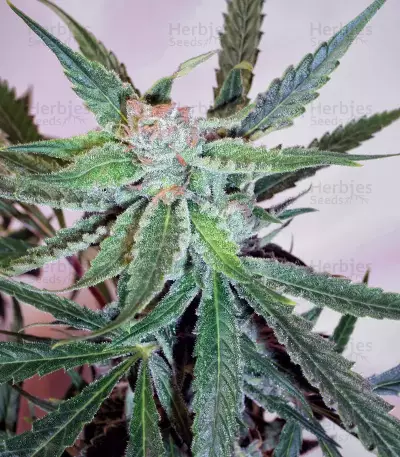 Hawaiian Snow x Amnesia x Face Off Seeds