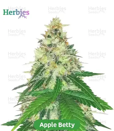 High-THC Bundle #3