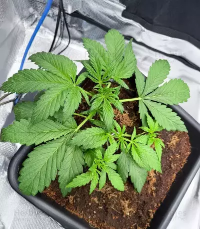 HubbaBubbaHaze Auto (Mephisto Genetics)